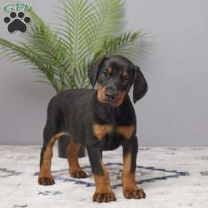Daisy, Doberman Pinscher Puppy